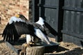 A view of a Stellar Eagle