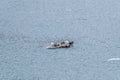 A view of Stellar sea lions on an ice flow in Glacier Bay, Alaska Royalty Free Stock Photo