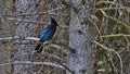 View of a steller\'s jay bird perching on branch of bare tree at Emerald Lake in Yoho National Park, Canada.