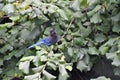 A view of steller`s jay searching the food. Royalty Free Stock Photo