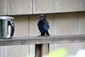 A view of steller`s jay searching the food. Royalty Free Stock Photo