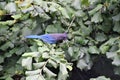 A view of steller`s jay searching the food. Royalty Free Stock Photo