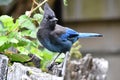 A view of steller`s jay searching the food. Royalty Free Stock Photo