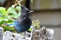 A view of steller`s jay searching the food. Royalty Free Stock Photo