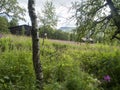 View of STF Tarrekaise Mountain cabin on a flowering meadow on the banks of the Tarra river, at Padjelantaleden hiking