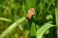 View of the stink beetle from the back sitting on the grass Royalty Free Stock Photo