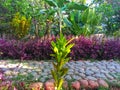 View of stone road and green and purple plants in garden Royalty Free Stock Photo