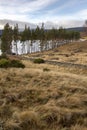 View of Stone wall and trees at Loch Pityoulish in the Cairngorms National Park of Scotland