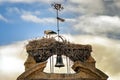 Stork nest on church tower with bird feeding two baby storks.