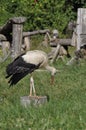 Stork on a log, looking down Royalty Free Stock Photo