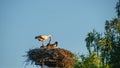 View of stork standing in nest with chick. Royalty Free Stock Photo