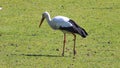 View of a stork walking on grass Royalty Free Stock Photo