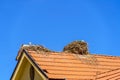 Storks nesting on a roof, Middle Atlas Mountains