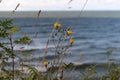 View of storm seascape. Yellow flowers on the background Sea wave during storm in Baltic sea