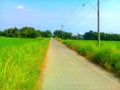 View of a straight road in the middle of a beautiful rice field