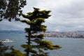 View of the strait of the bosphorus, in the foreground a tree illuminated by the sun Royalty Free Stock Photo