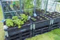 View of strawberries plants in pallet collars next to greenhouse.