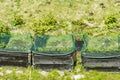 View of strawberry plants in pallet collars with protected with bird netting.