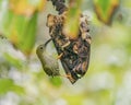 Streaked Spiderhunter perching eye level