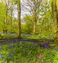 A View Of A Stream Bisecting A Carpet Of Bluebells In Badby Wood, Badby, Northamptonshire, UK