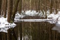 View of a stream flowing through a dense winter forest.