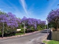 View of a street with beautiful blooming Jacaranda trees Royalty Free Stock Photo