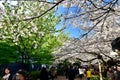 Sakura cherry blossom view street in Tokyo