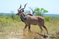 Kudu Bull Royalty Free Stock Photo