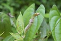 A striped lynx spider is protecting its spider egg sac located under a curved leaf Royalty Free Stock Photo