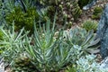 View of succulent garden with blue chalksticks, and various echeveria plants