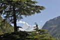 View of a Sudarshan peak through Pine trees