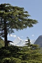 View of a Sudarshan peak through Pine trees