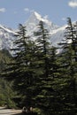 View of a Sudarshan peak of through Pine trees