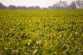 View of the sugar beet field to the horizon. Theme is orginic and agrarian