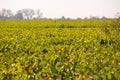 View of the sugar beet field to the horizon. Theme is orginic and agrarian