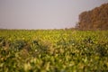 View of the sugar beet field to the horizon. Theme is orginic and agrarian