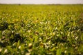 View of the sugar beet field to the horizon. Theme is orginic and agrarian