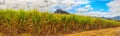 View of a sugarcane and mountains. Mauritius. Panorama Royalty Free Stock Photo