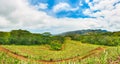View of a sugarcane and mountains. Mauritius. Panorama Royalty Free Stock Photo
