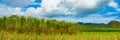 View of a sugarcane and mountains. Mauritius. Panorama Royalty Free Stock Photo