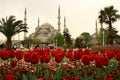 View of of Sultan Ahmet Mosque and red tulips at Istanbul Tulip Festival Royalty Free Stock Photo