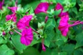 View of the summer flowers. Mirabilis is a genus of plants of the family Nyctaginaceae, known as the four-hour or umbrella