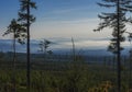 View of summer morning mountains, blue misty slopes of mountains in the distance. Tall pine trees and coniferous forest hills in f Royalty Free Stock Photo