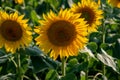 Sun flower Field during sunset hour Royalty Free Stock Photo