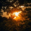 View of the sun framed by the delicate branches of trees.