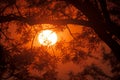 View of the sun framed by the delicate branches of trees.