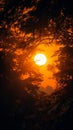 View of the sun framed by the delicate branches of trees.