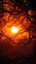 View of the sun framed by the delicate branches of trees.