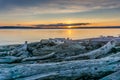 Driftwood Sunset Scene Royalty Free Stock Photo