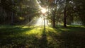 View sun shines among green trees on summer morning in forest. Royalty Free Stock Photo